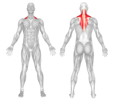 Weighted Lateral Neck Flexion