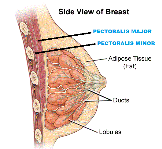 breasts anatomy