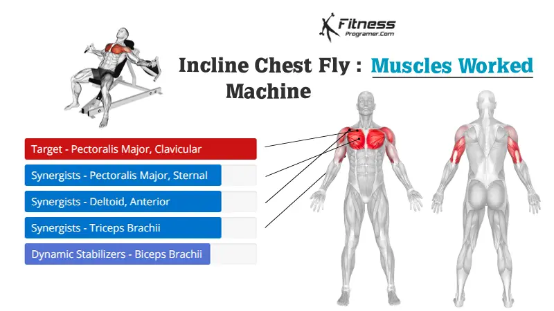 incline chest fly muscles worked