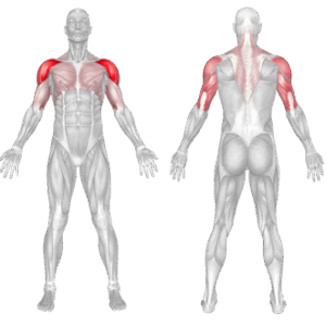 Smith Machine Behind The Neck Press muscles