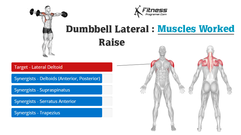 dumbbell lateral raise muscles worked