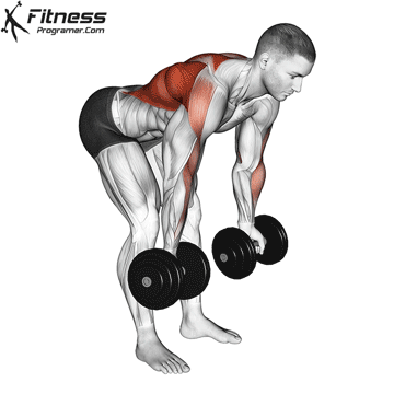 Dumbbell Bent Over Reverse Grip Row Fitness Programer Dumbbell Bent Over Reverse Grip Row Fitness Programer