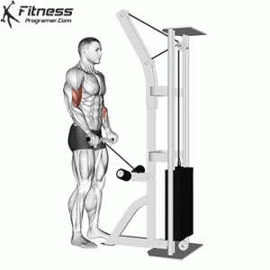 Cable Reverse Grip EZ-bar Biceps Curl » Workout Planner