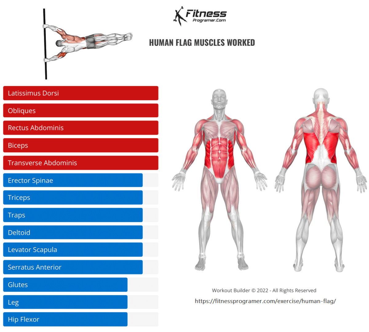 Human Flag Muscles Worked