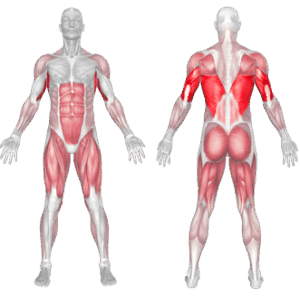 Skierg Muscles Worked