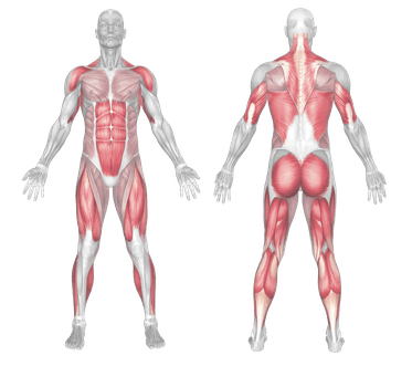 ski ergometer muscles worked