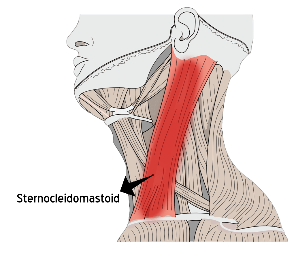 How To Do Weighted Lateral Neck Flexion Train Your Neck