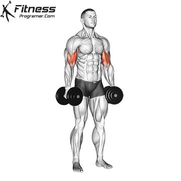 Double Arm Dumbbell Curl