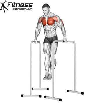 How To Do Parallel Bar Dips | Muscles Worked And Benefits