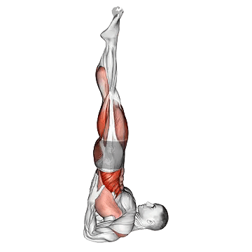 Shoulder Stand Yoga Pose