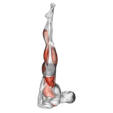 Supported shoulder stand yoga workout salamba Vector Image