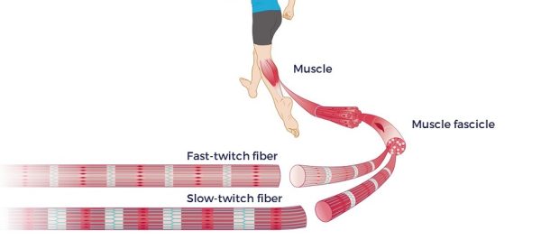 Twitch Muscle Fibers