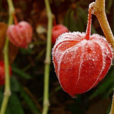 Benefits of Miracle Plant Ashwagandha