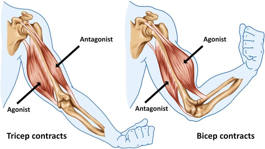 agonist antagonist muscles