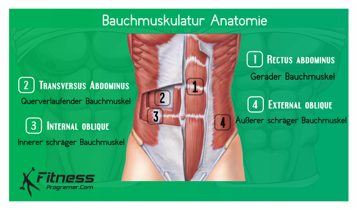Bauchmuskulatur Anatomie