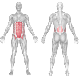 Prone Abdominal Hollowing muscles worked