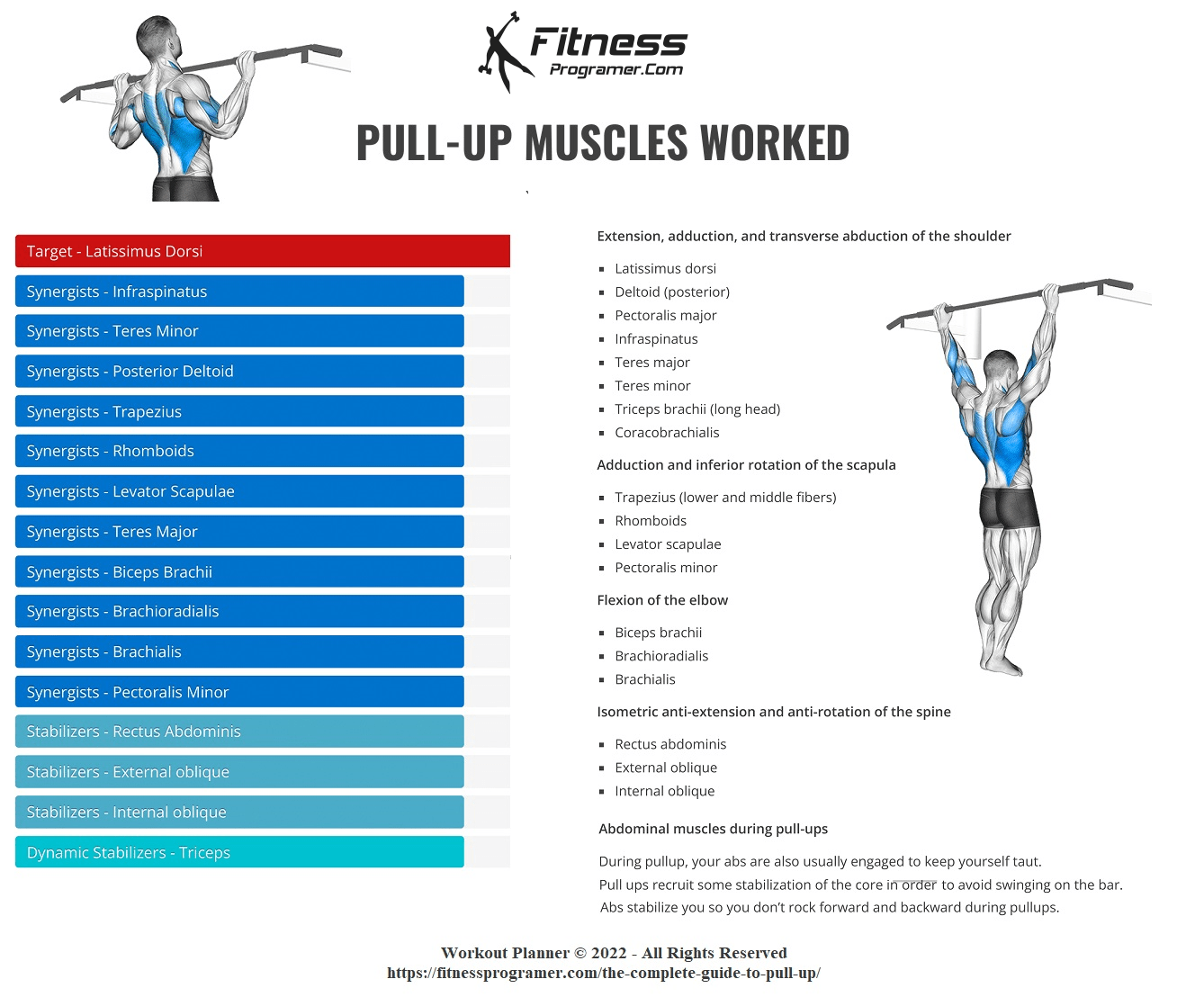Major Muscles Involved In Pull Ups
