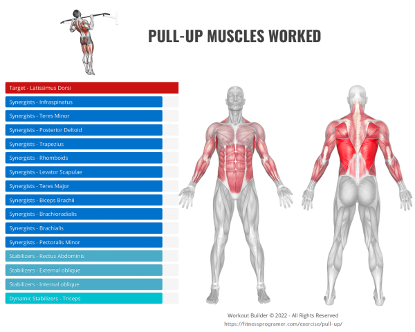pull-up muscles worked
