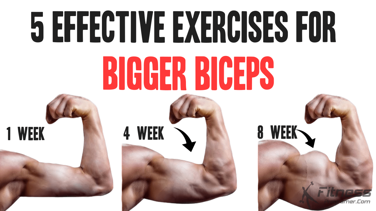 5 Effective Exercises Bigger Biceps | Workout Planner