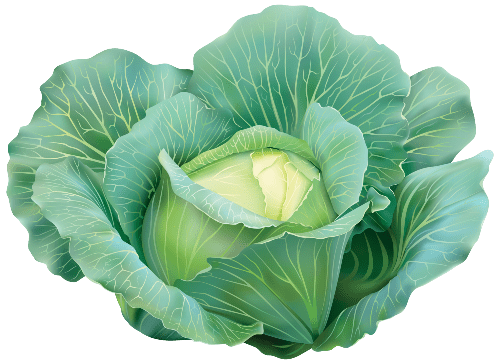 100 Grams Cabbage