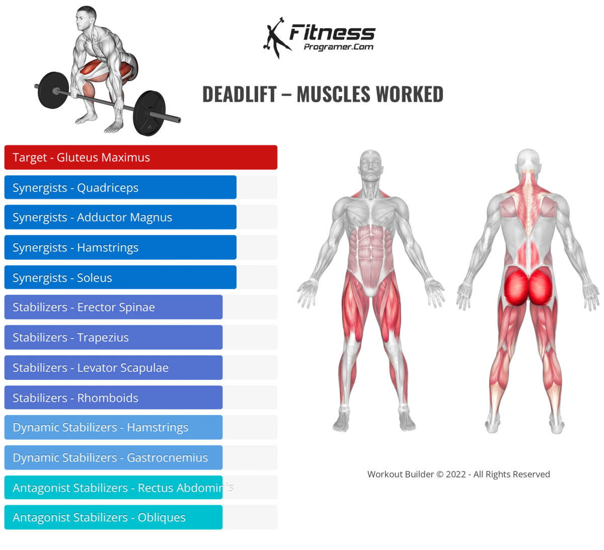 deadlift muscles worked diagram