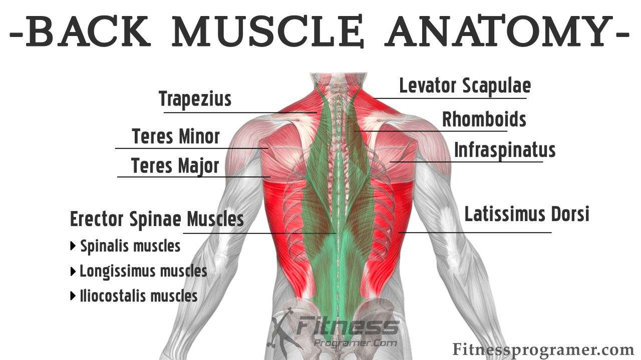 Back Muscles Anatomy Bodybuilding Human Muscle System Functions Back Muscles Anatomy Bodybuilding Human Muscle System Functions