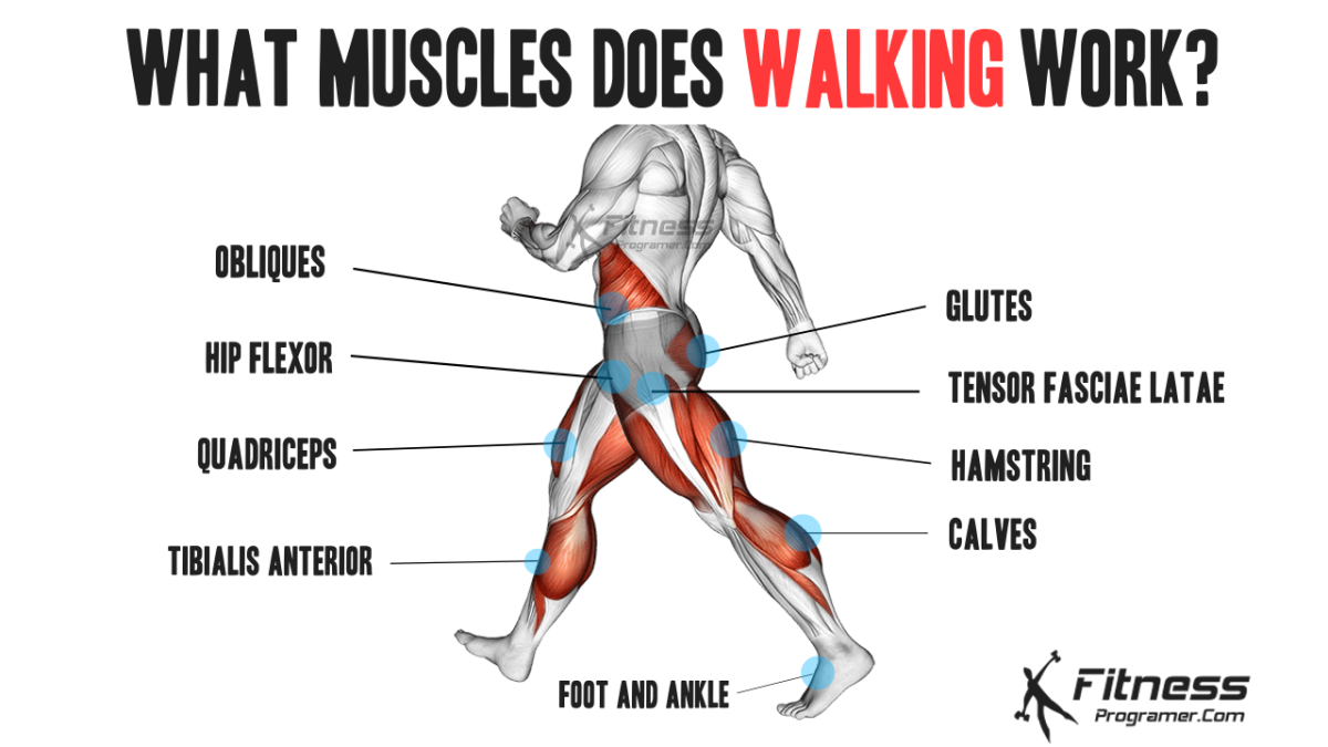 Walking Muscles Worked
