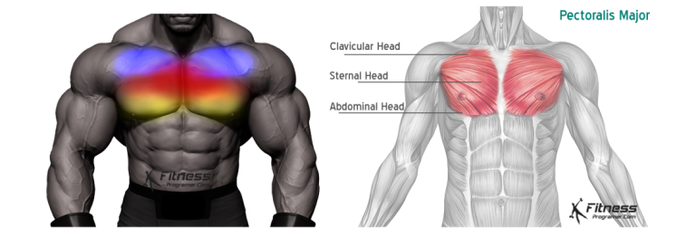 Learn How To Do A Chest Workout | Hypertrophy Chest Workout