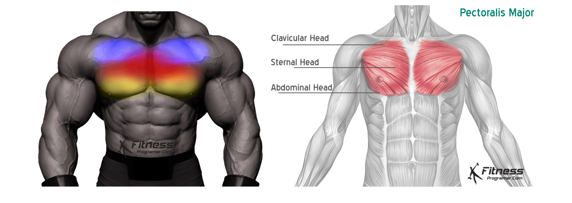 The Knowledge: Get a Defined Chest With This Home Chest Workout