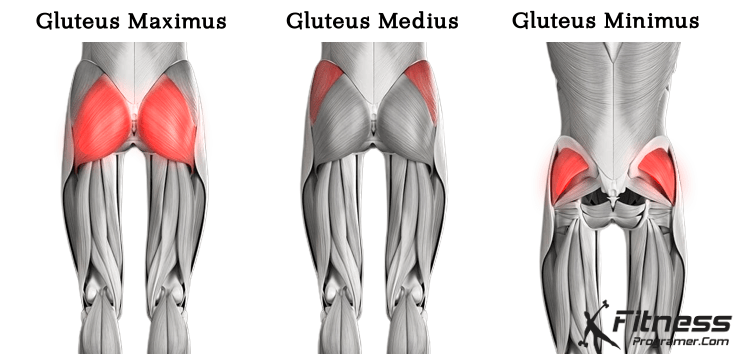 gluteus anatomy
