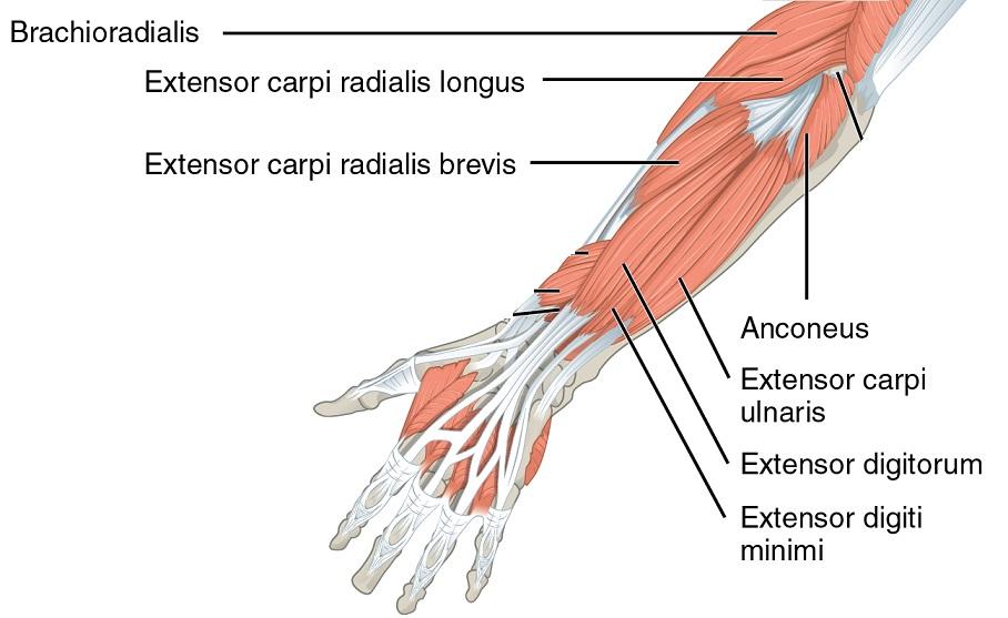 posterior forearm muscles superficial layer