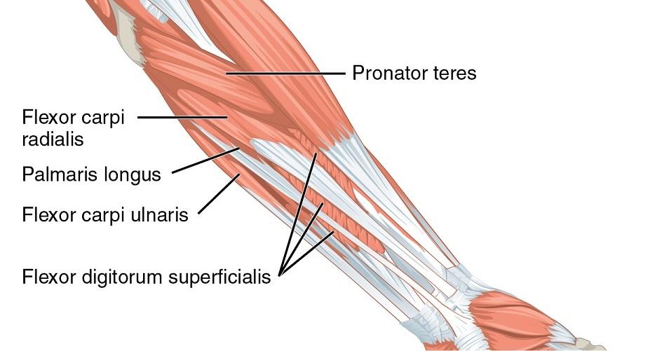 superficial layer of forearm muscles anatomy
