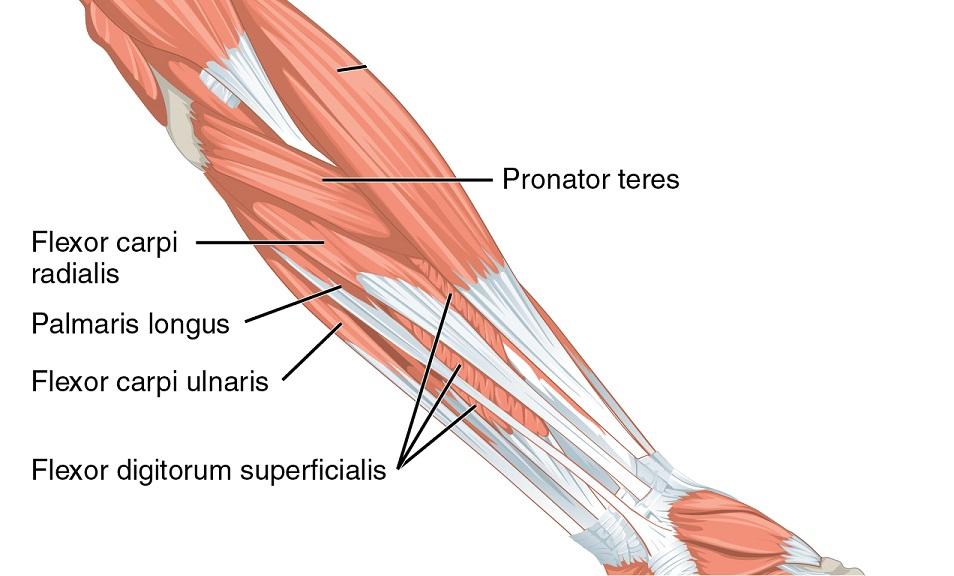 superficial layer of forearm muscles
