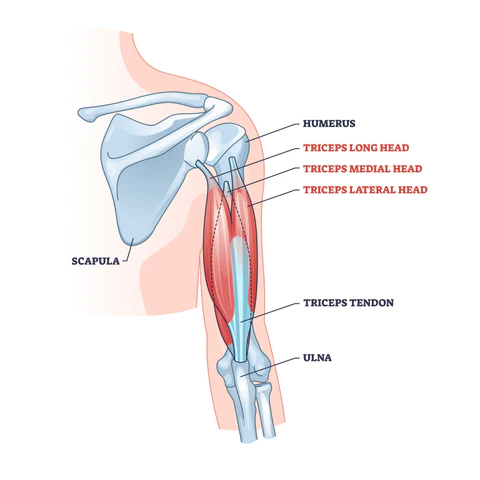 triceps anatomy