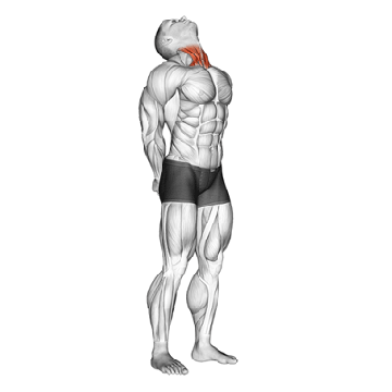 Cooldown Exercises Neck