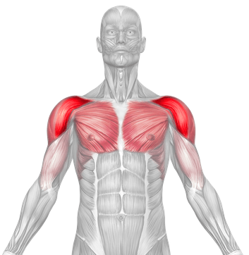 Shoulder Joint Movements - anterior deltoid