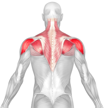 Shoulder Joint Movements posterior deltoid