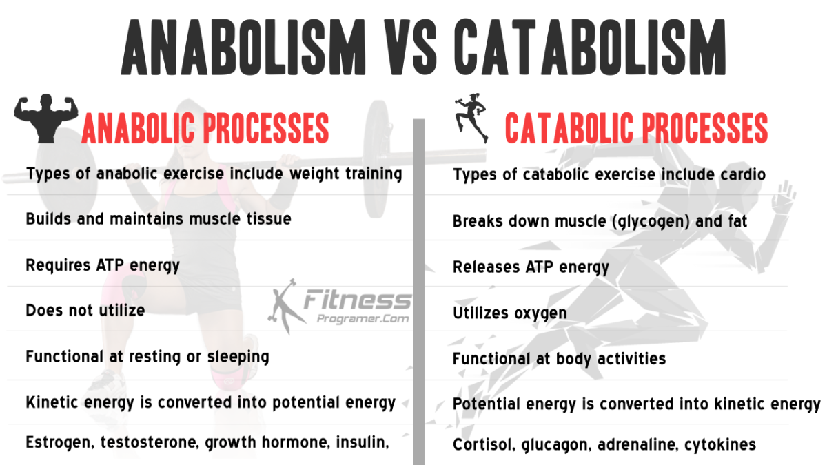 anabolism vs catabolism