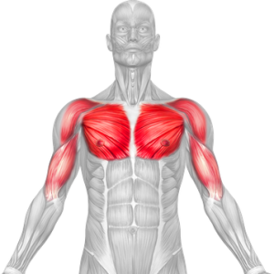 pectoralis