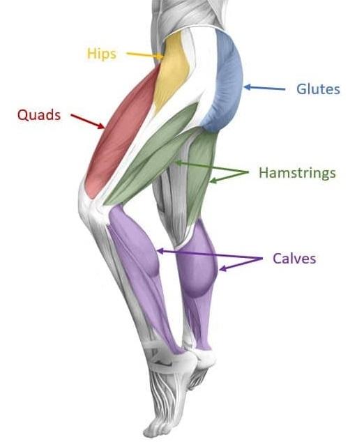 Leg Muscle Anatomy II