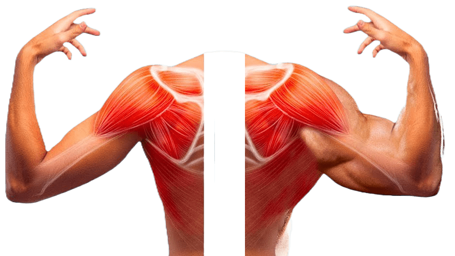 Understanding Muscular Imbalances