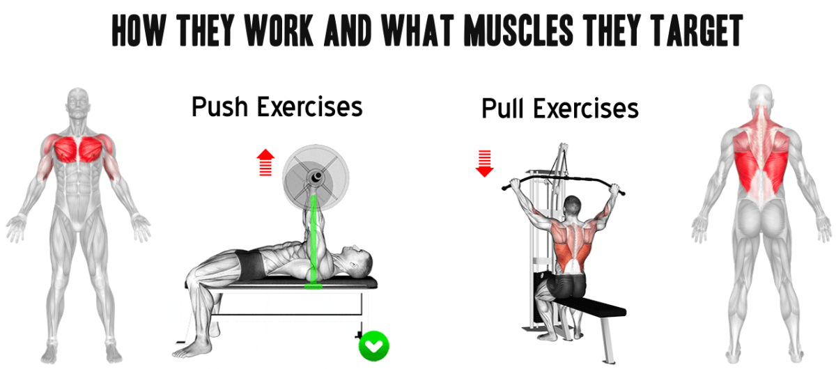 PPL WORKOUT HOW THEY WORK AND WHAT MUSCLES THEY TARGET