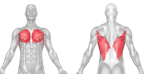 Shoulder Adduction muscles