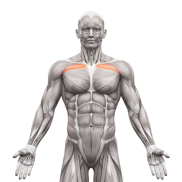 8 Best Upper Chest Exercises For A Stronger, Defined Chest