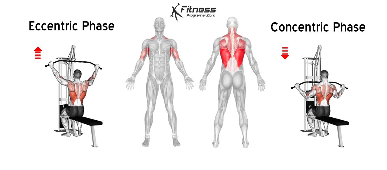 The Basics Of A PPL Workout Routine A StepbyStep Guide