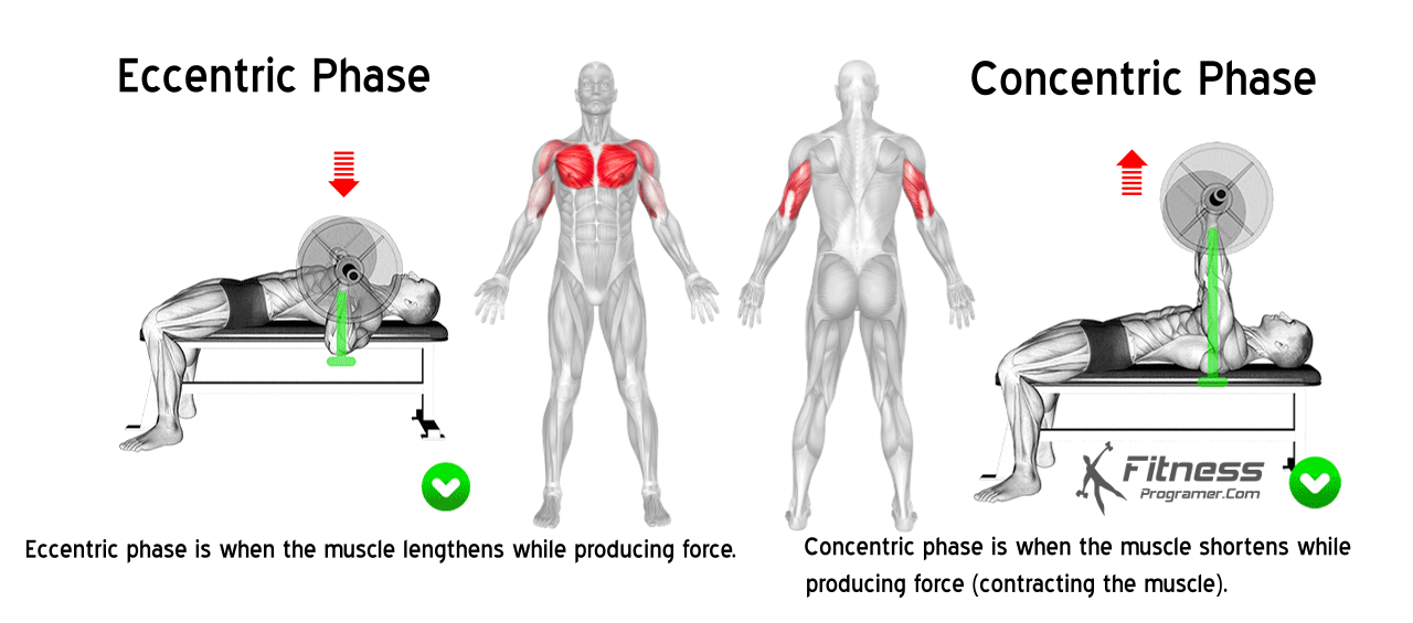 The Basics Of A PPL Workout Routine A StepbyStep Guide