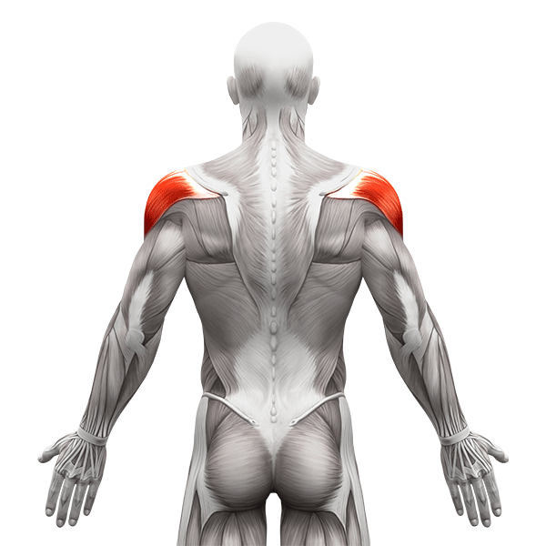 posterior deltoid anatomy