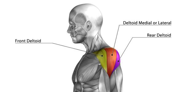 shoulder anatomy posterior deltoid exercises