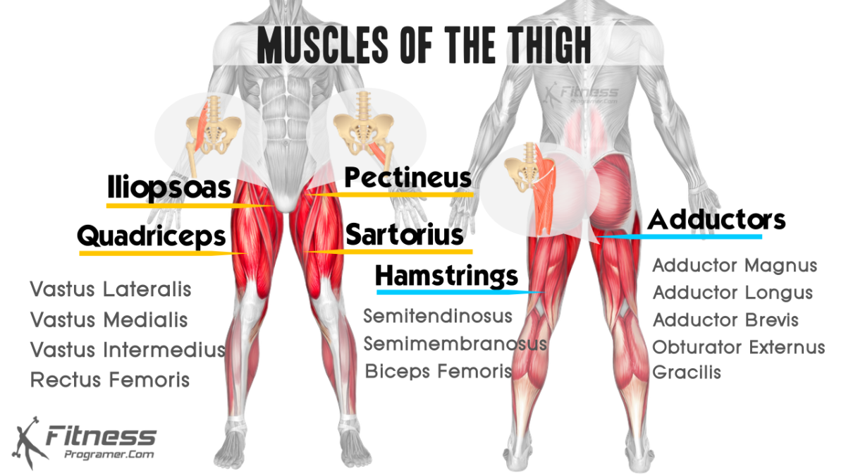 muscles of the thigh