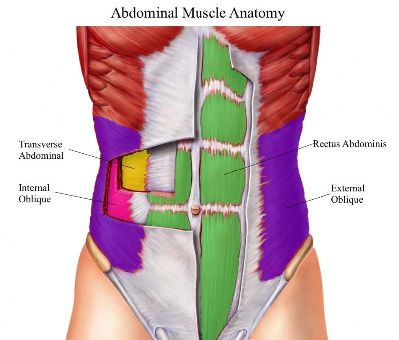 abdominal exercises muscle anatomy